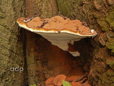 Ganoderma adspersum, Alan Prowse, on beech